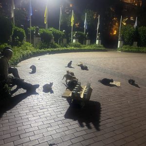 猫が集まる公園【トルコ出張記】