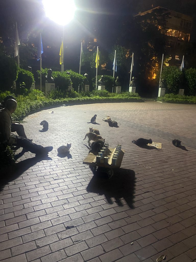 猫が集まる公園