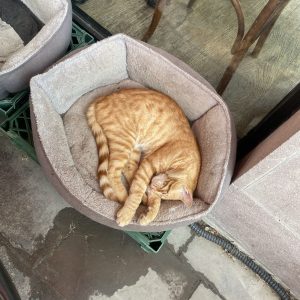レストランにいた猫【トルコ出張記】