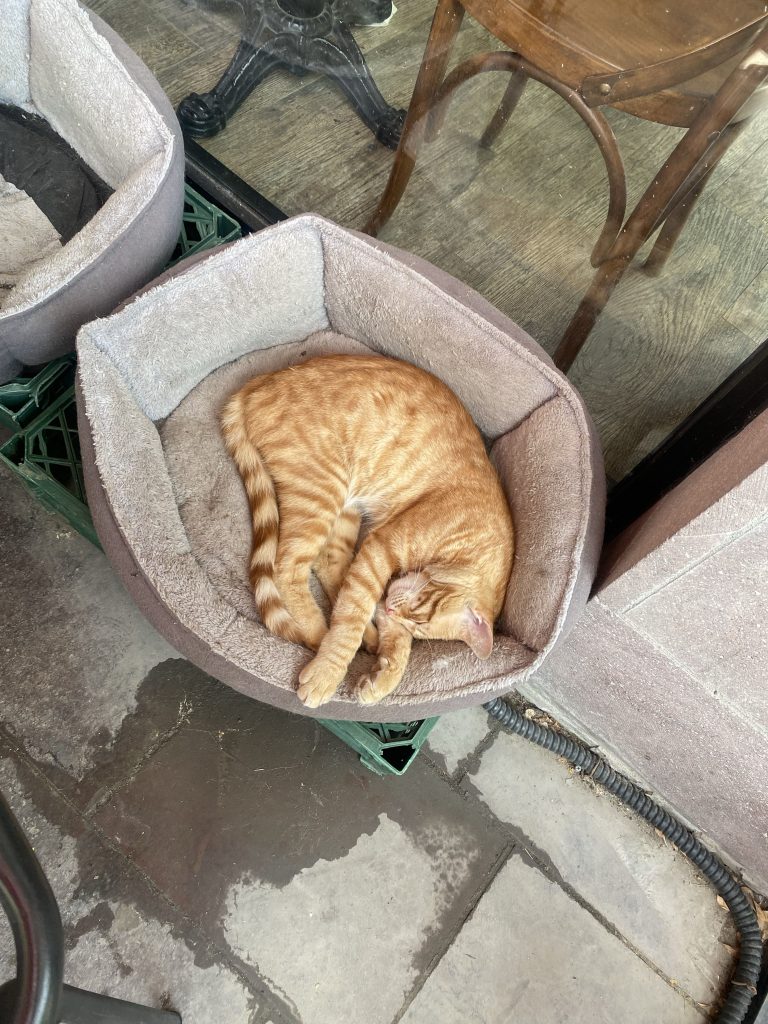 レストランにいた猫