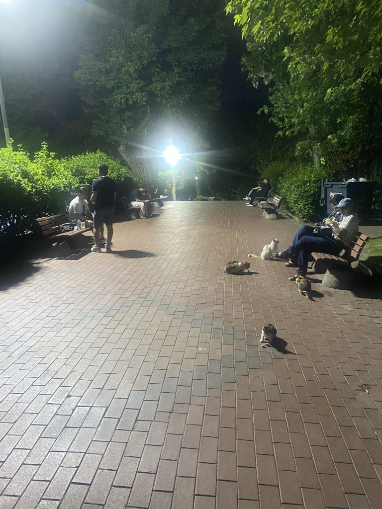 猫が集まる公園