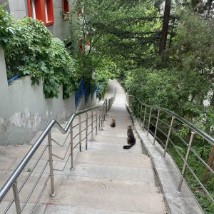 道端にいた猫【トルコ出張記】