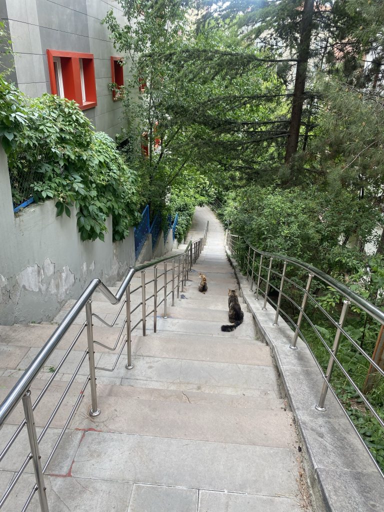 道端にいた猫