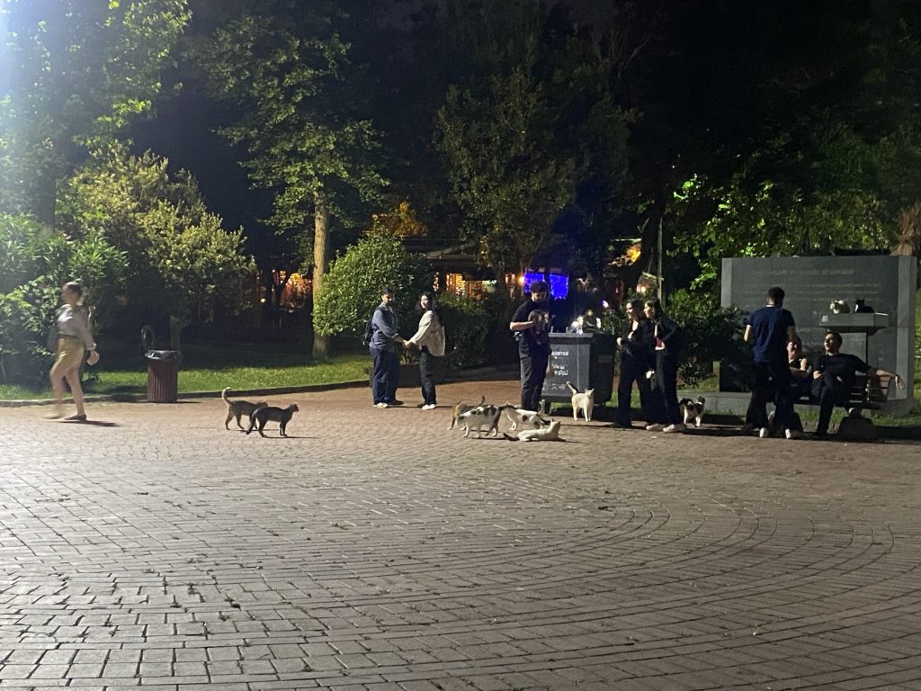 猫が集まる公園