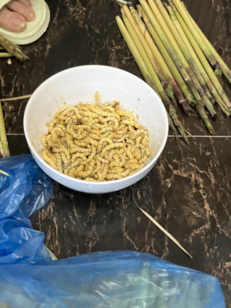 食用に採取した昆虫