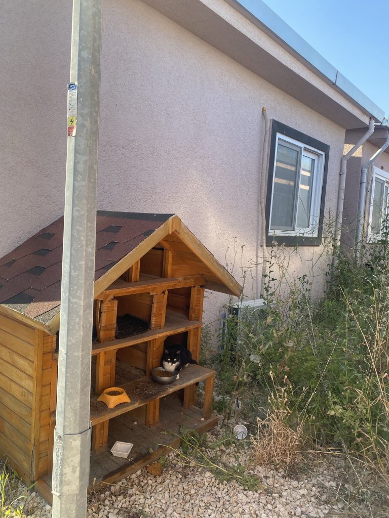 セーブ・ザ・チルドレン トルコ事務所の猫小屋