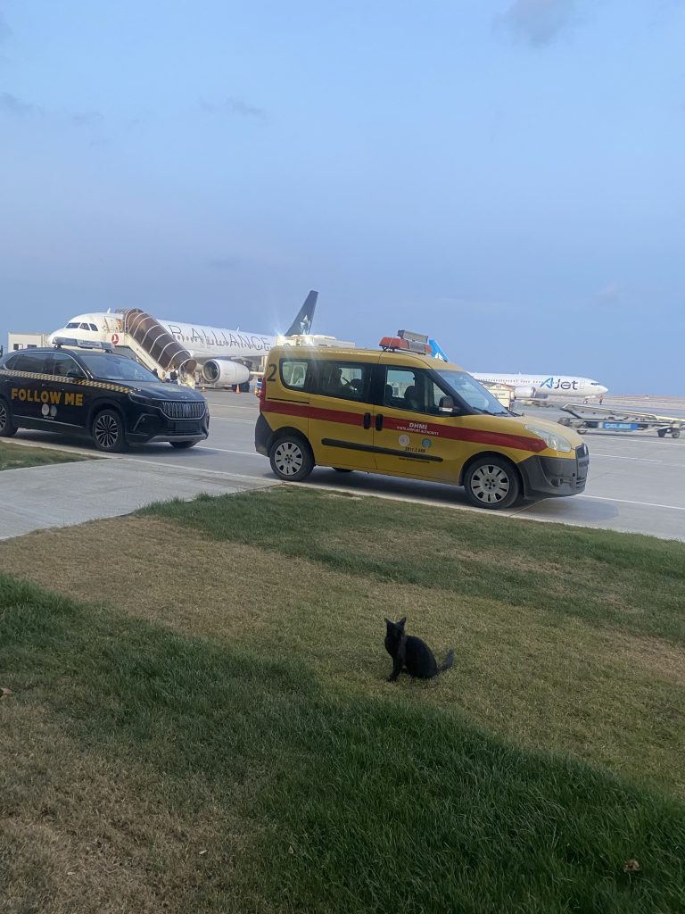 空港にいた猫